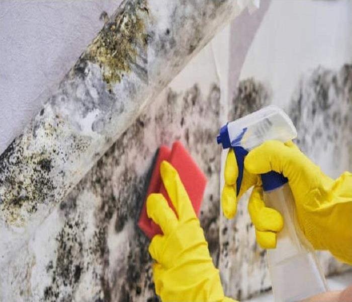 Need Mold Remediation? Call the SERVPRO of Monterey Park Experts @ (626) 656-6577