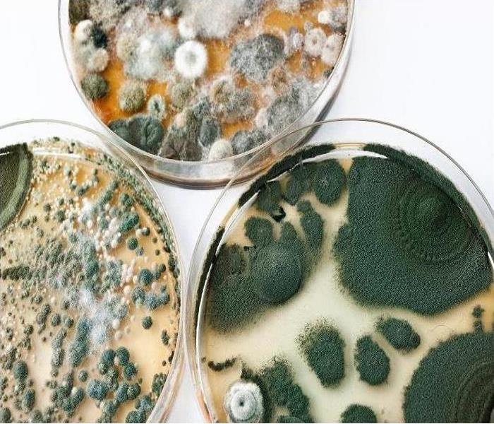 If You See Signs of Mold, Call Us Today @ (626) 656-6577